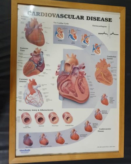 Anatomical Framed Print Cardiovascular 